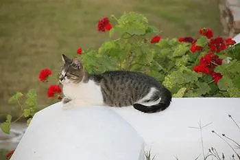 Skarmoutsos 阿里克海滩